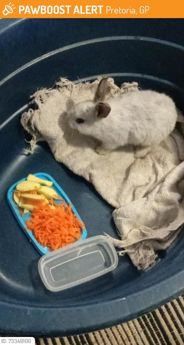 Found/Stray Unknown Rabbit last seen Strachan street, Pretoria, GP 0183