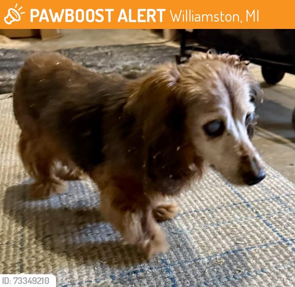 Found/Stray Unknown Dog last seen Zimmer and Barton, Williamston, MI 48895