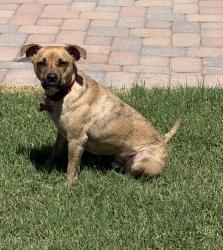 Reunited Male Dog last seen Tatum and Thunderbird, Phoenix, AZ 85254