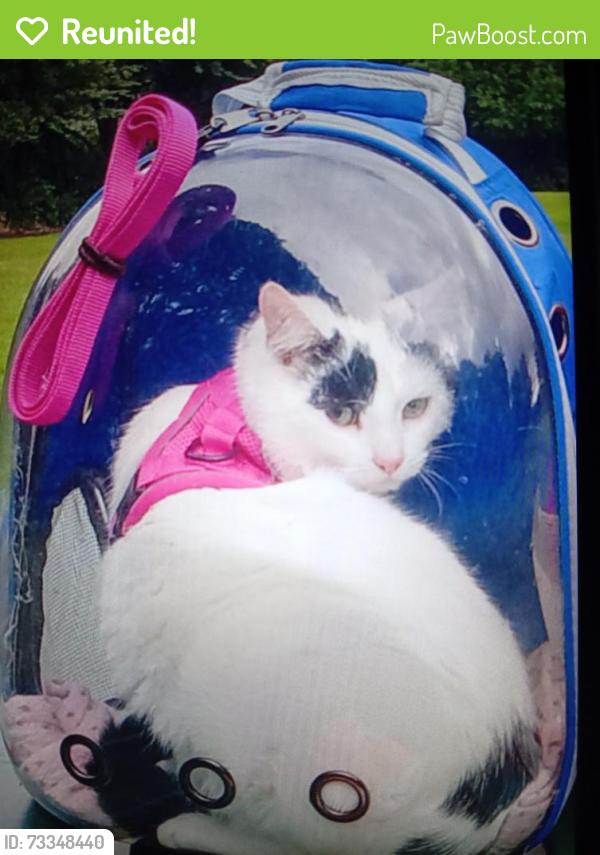 Reunited Female Cat last seen Illingworth road, West Yorkshire, England 