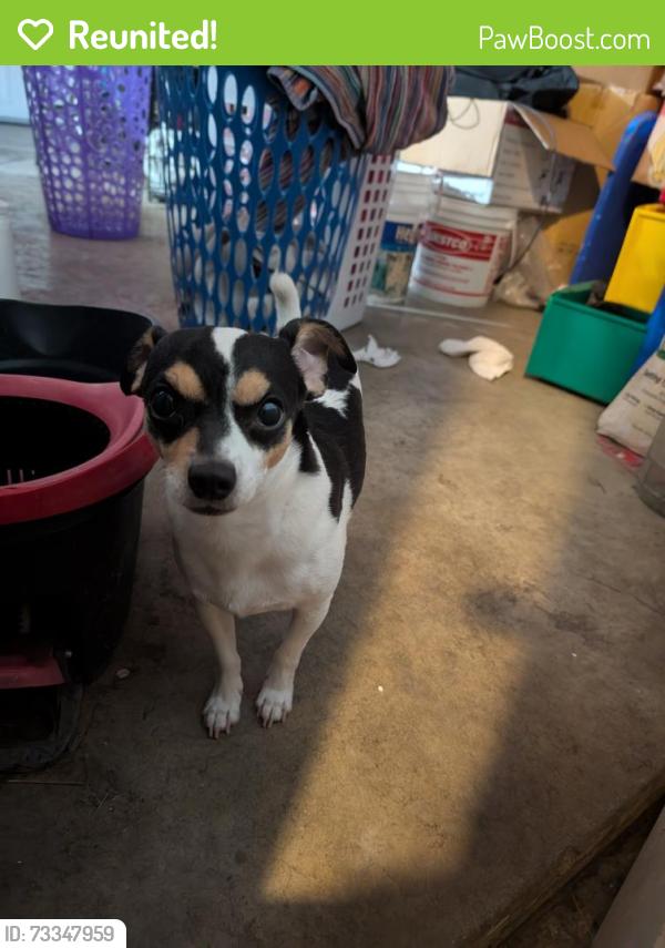 Reunited Male Dog last seen Asher Street, El Monte, CA 91733