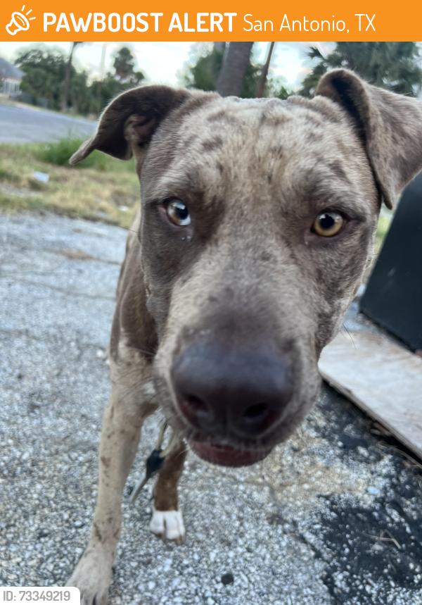 Found/Stray Male Dog last seen New Braunfels and Denver blvd, San Antonio, TX 78223