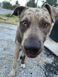 Found/Stray Male Dog last seen New Braunfels and Denver blvd, San Antonio, TX 78223