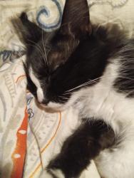 Reunited Female Cat last seen Near se ash st, Portland, OR 97233