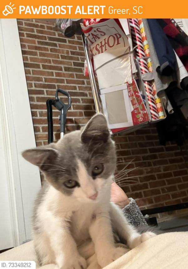 Found/Stray Female Cat last seen Line street Laurenda’s restaurant, Greer, SC 29651
