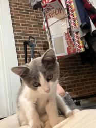 Found/Stray Female Cat last seen Line street Laurenda’s restaurant, Greer, SC 29651