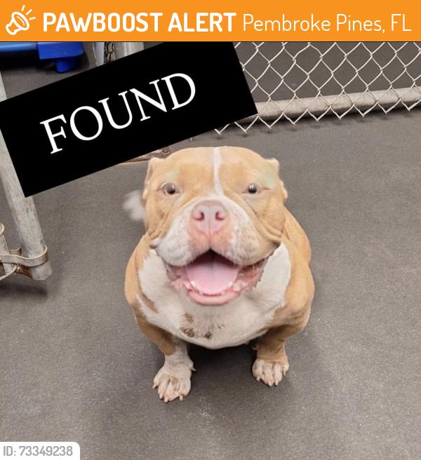 Found/Stray Female Dog last seen Near Pasadena Blvd, Pembroke Pines, Pembroke Pines, FL 33024