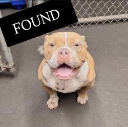 Found/Stray Female Dog last seen Near Pasadena Blvd, Pembroke Pines, Pembroke Pines, FL 33024