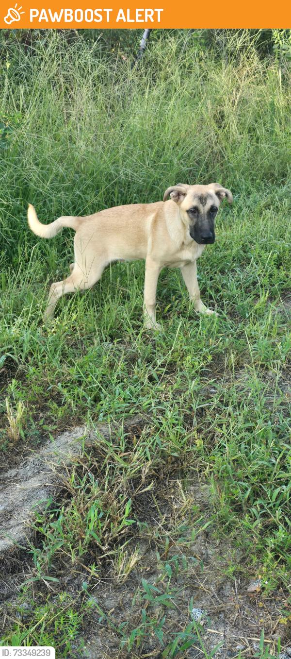 Found/Stray Male Dog last seen Crawford rd, Richmond County, NC 28338