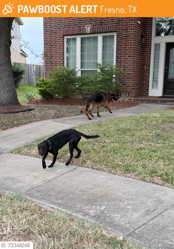 Found/Stray Unknown Dog last seen Pioneer oaks and lesser creek, Fresno, TX 77545