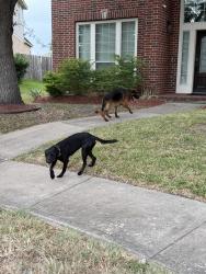 Found/Stray Unknown Dog last seen Pioneer oaks and lesser creek, Fresno, TX 77545