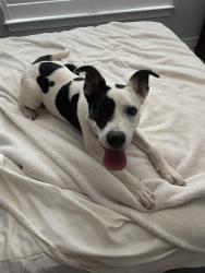 Found/Stray Male Dog last seen Seven island state birding park docks, Knox County, TN 37920