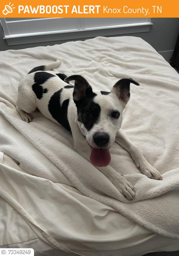 Found/Stray Male Dog last seen Seven island state birding park docks, Knox County, TN 37920