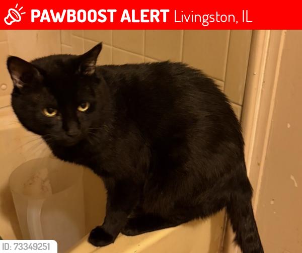 Lost Male Cat last seen A few streets down from the pink elapahnt, Livingston, IL 62088
