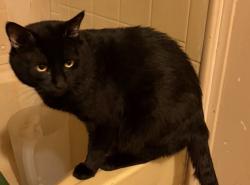 Lost Male Cat last seen A few streets down from the pink elapahnt, Livingston, IL 62088