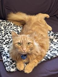 Lost Male Cat last seen Marlow drive, Oakland, CA 94605