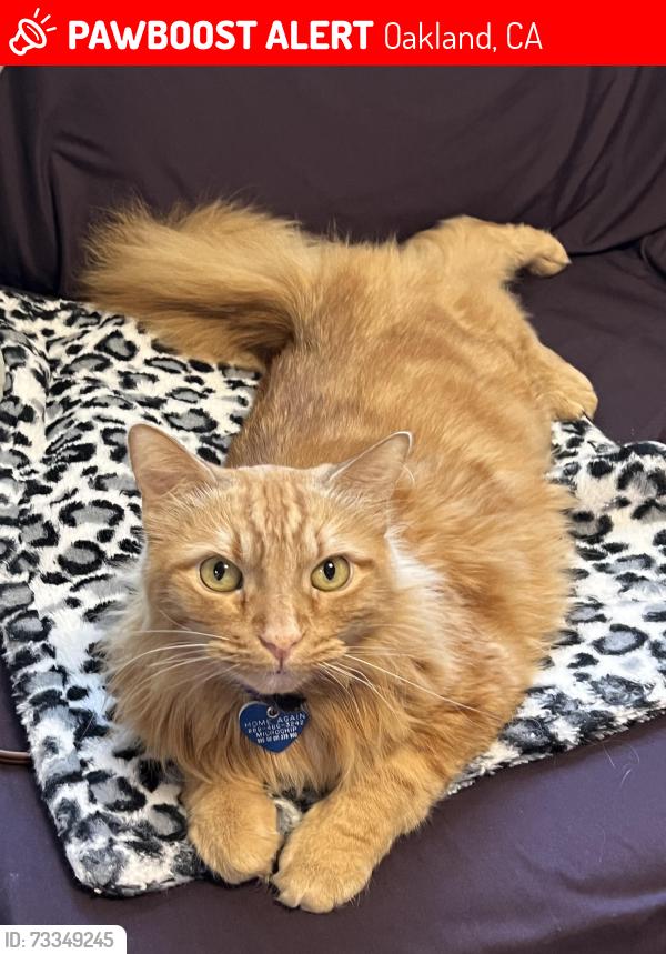 Lost Male Cat last seen Marlow drive, Oakland, CA 94605