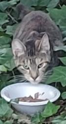 Found/Stray Unknown Cat last seen Harry's Hot Dogs, Coatesville, PA 19320