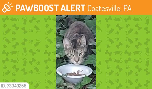 Found/Stray Unknown Cat last seen Harry's Hot Dogs, Coatesville, PA 19320