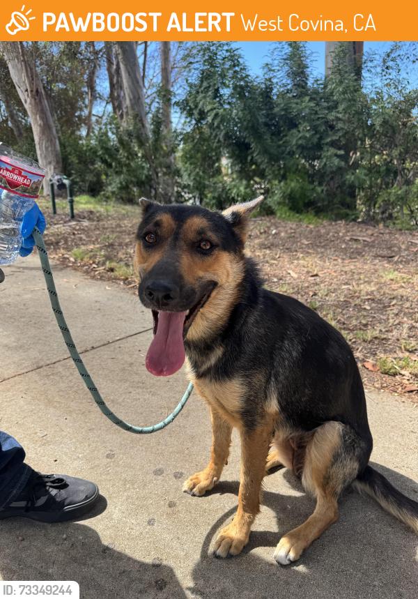 Found/Stray Female Dog last seen Azusa Ave and Fairgrove Ave, West Covina, CA 91792