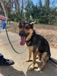Found/Stray Female Dog last seen Azusa Ave and Fairgrove Ave, West Covina, CA 91792