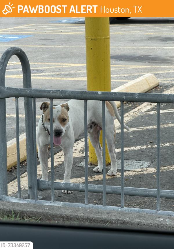Found/Stray Male Dog last seen Hillcroft & Beltway 8 - Home Depot parking lot, Houston, TX 77085