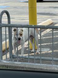 Found/Stray Male Dog last seen Hillcroft & Beltway 8 - Home Depot parking lot, Houston, TX 77085