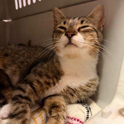 Shelter Stray Female Cat last seen , 1244 N Delsea Dr, Vineland, NJ 08360, USA