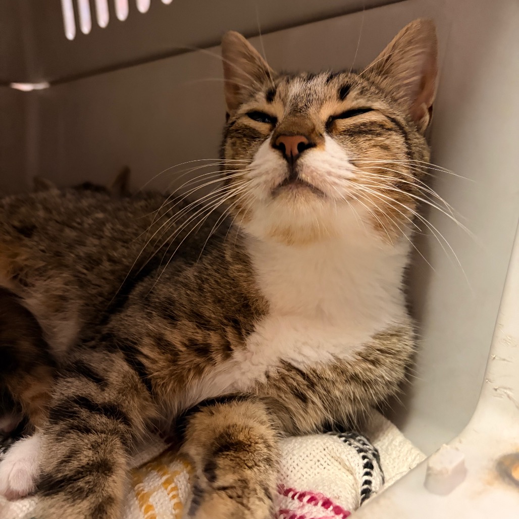 Shelter Stray Female Cat last seen , 1244 N Delsea Dr, Vineland, NJ 08360, USA