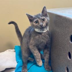 Shelter Stray Female Cat last seen , 361 S Raymond Ave, Pasadena, CA 91105, USA