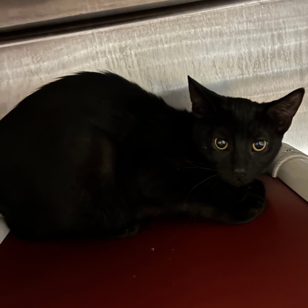 Shelter Stray Female Cat last seen , 1013 Garfield St, Oak Park, IL 60304, USA