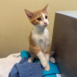Shelter Stray Female Cat last seen , 361 S Raymond Ave, Pasadena, CA 91105, USA