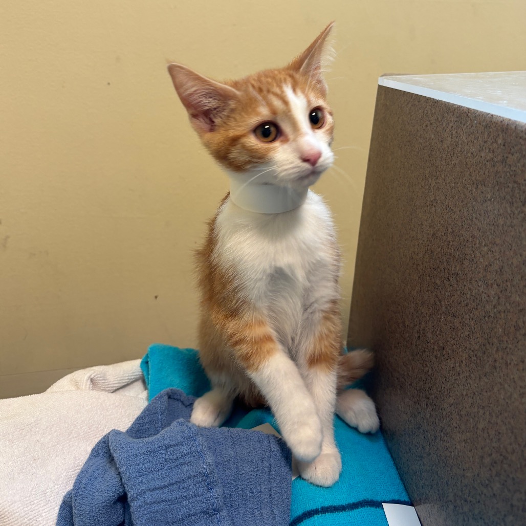 Shelter Stray Female Cat last seen , 361 S Raymond Ave, Pasadena, CA 91105, USA