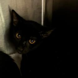 Shelter Stray Male Cat last seen , 1013 Garfield St, Oak Park, IL 60304, USA