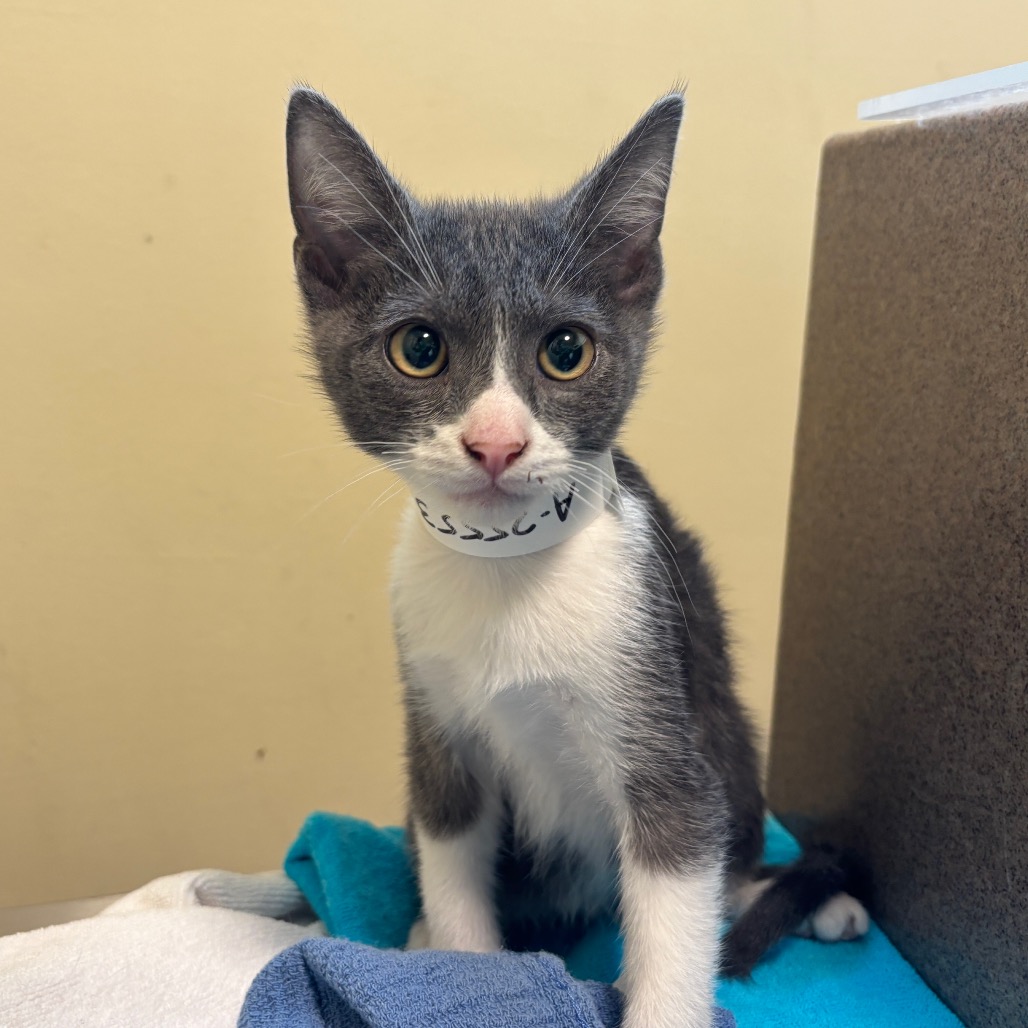 Shelter Stray Male Cat last seen , 361 S Raymond Ave, Pasadena, CA 91105, USA