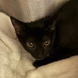 Shelter Stray Female Cat last seen , 1013 Garfield St, Oak Park, IL 60304, USA