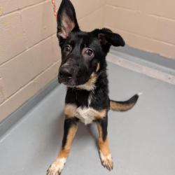Shelter Stray Male Dog last seen , 2608 Center St, Tacoma, WA 98409, USA