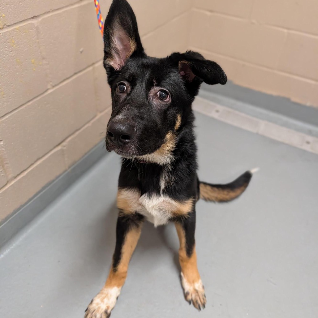 Shelter Stray Male Dog last seen , 2608 Center St, Tacoma, WA 98409, USA