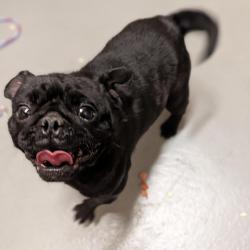 Shelter Stray Female Dog last seen , 2608 Center St, Tacoma, WA 98409, USA