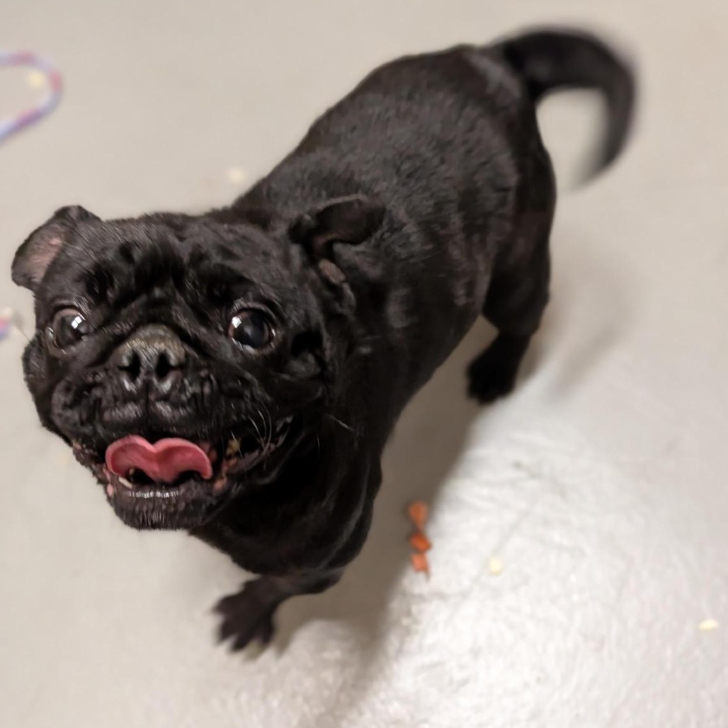 Shelter Stray Female Dog last seen , 2608 Center St, Tacoma, WA 98409, USA