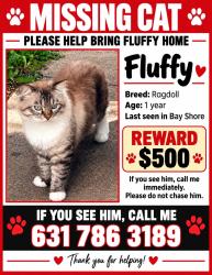 Lost Male Cat last seen 5th ave & walbridge ave, Bay Shore, NY 11706