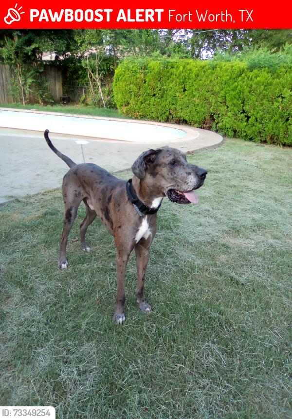 Lost Male Dog last seen Regency lane and Franisco, Fort Worth, TX 76134
