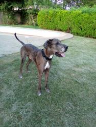 Lost Male Dog last seen Regency lane and Franisco, Fort Worth, TX 76134