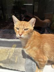 Reunited Male Cat last seen Honeysuckle Ln and Crossvine Way, Bohls Place neighborhood, Pflugerville, TX 78660