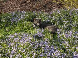 Lost Male Cat last seen Penny Road and Ten Ten, Cary, NC 27518