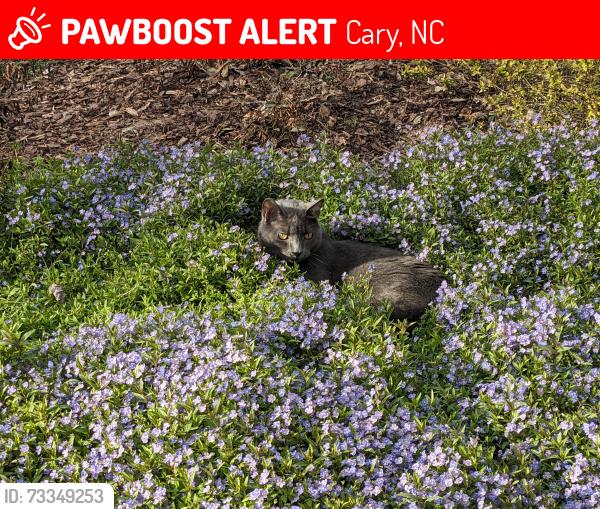 Lost Male Cat last seen Penny Road and Ten Ten, Cary, NC 27518