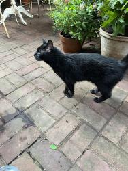 Reunited Unknown Cat last seen Union Street and Wolfe Street, Alexandria, VA 22314