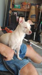 Found/Stray Female Dog last seen Mount Hope Church Road and Hooper Road, McLeansville, NC 27301