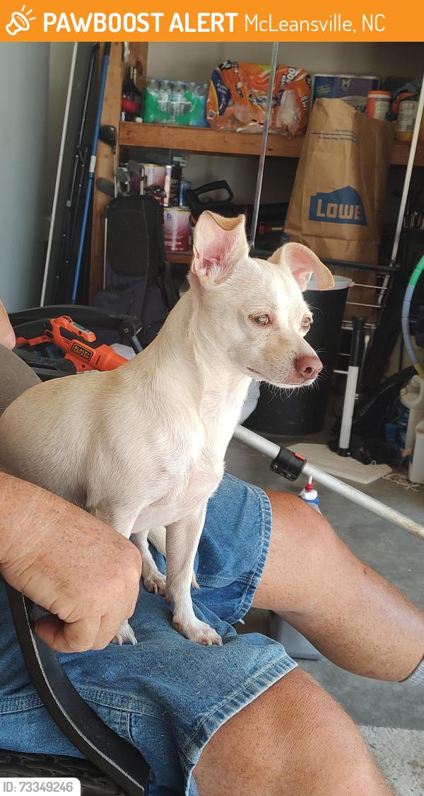 Found/Stray Female Dog last seen Mount Hope Church Road and Hooper Road, McLeansville, NC 27301