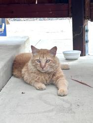 Reunited Male Cat last seen Conant and Woodruff, Long Beach, CA 90808